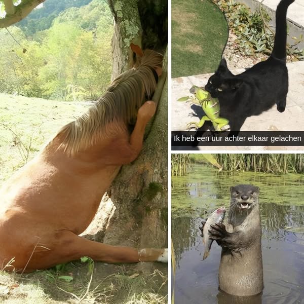 45+ grappige momenten met dieren vastgelegd op camera